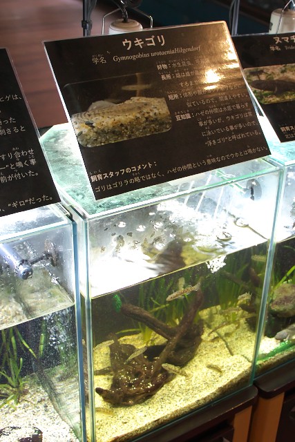 山梨県立富士湧水の里水族館 「ウキゴリ」水槽