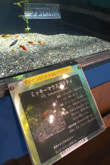 山梨県立富士湧水の里水族館 企画展の展示物