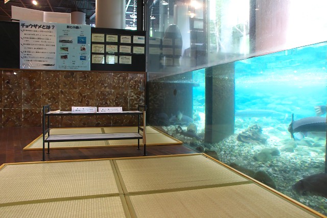 山梨県立富士湧水の里水族館 横見水槽
