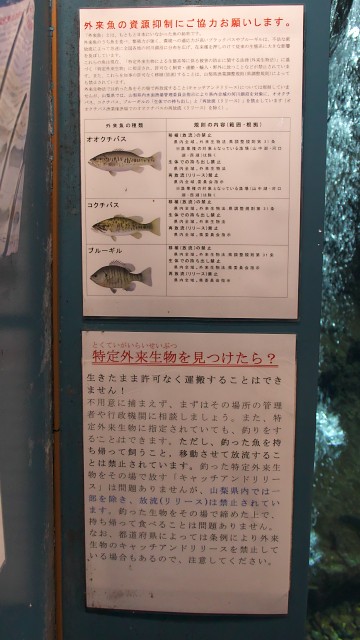 山梨県立富士湧水の里水族館 特定外来生物についての掲出物