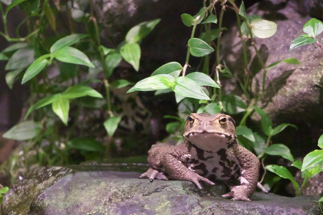アズマヒキガエル/Japanese toad