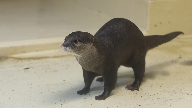 コツメカワウソ/Small-clawed otter