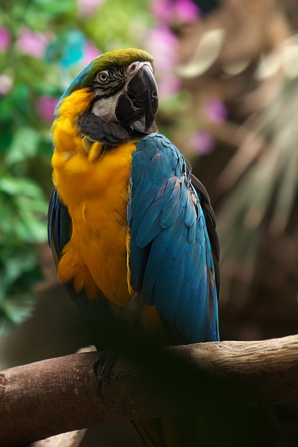 ルリコンゴウインコ/Macaw