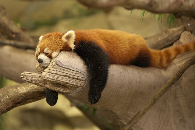 レッサーパンダ/Red panda