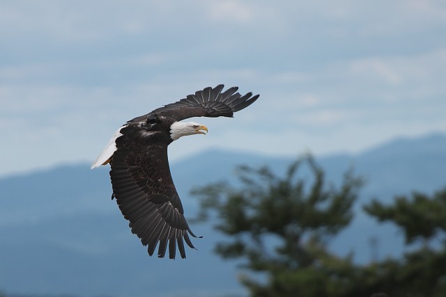 ハクトウワシ/Bald eagle