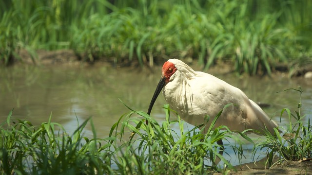 トキ/Crested ibis