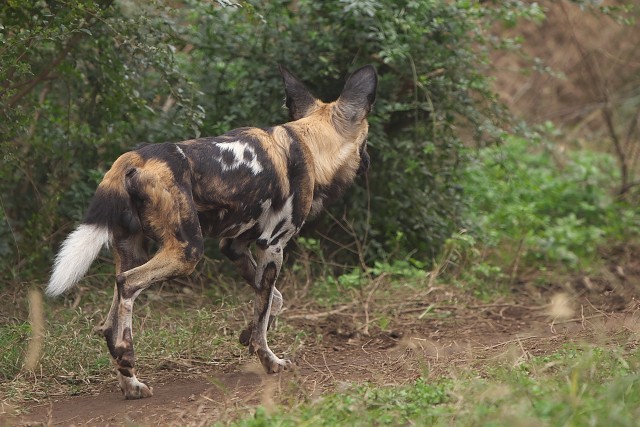 リカオン/African wild dog