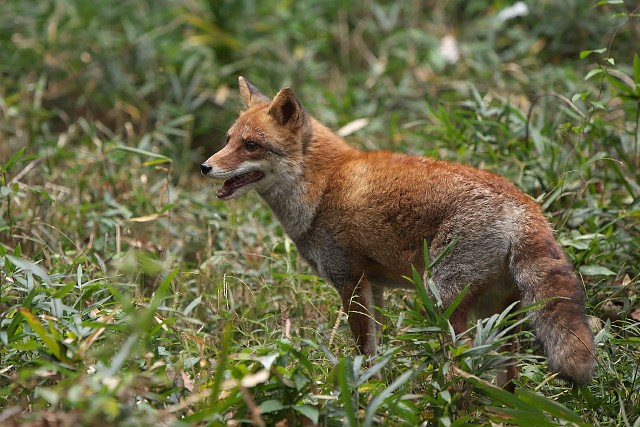 ホンドギツネ/Japanese red fox