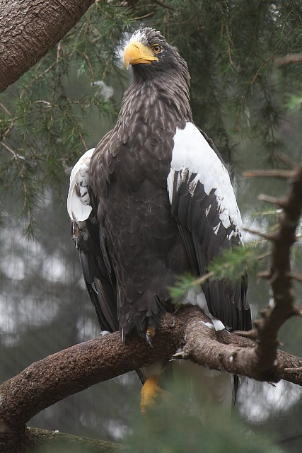 オオワシ/Steller's sea eagle
