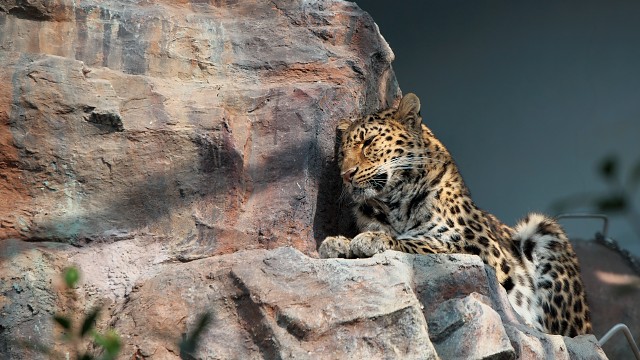 アムールヒョウ/Amur leopard