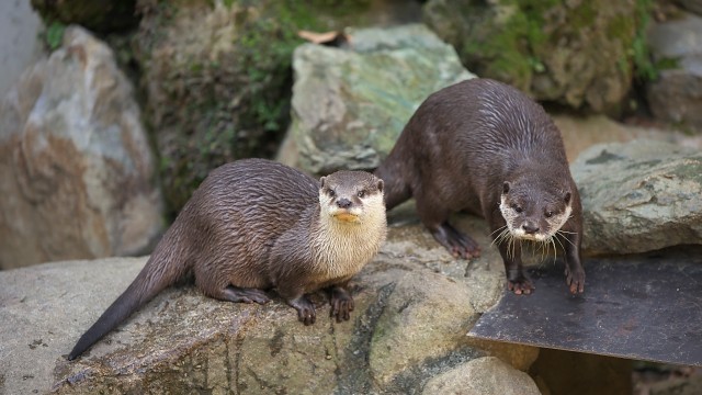 コツメカワウソ/Small-clawed otter