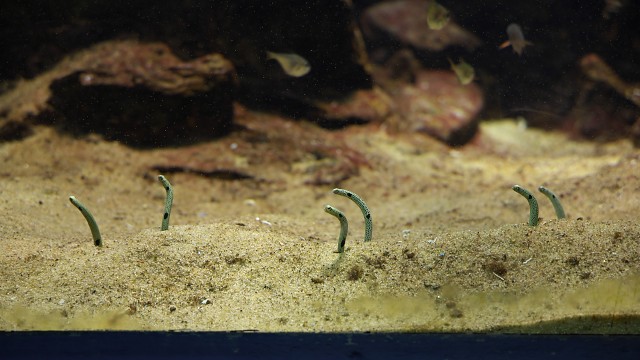 チンアナゴ/Spotted garden eel