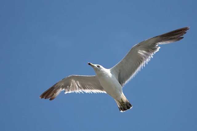 ウミネコ/Black-tailed gull