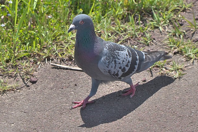 カワラバト/Rock pigeon