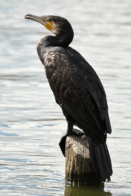 カワウ/Great cormorant