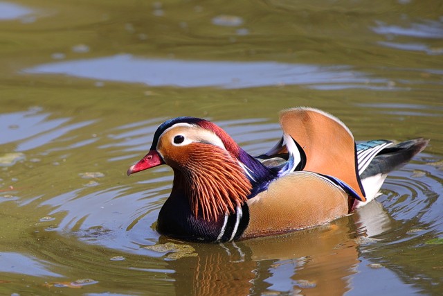 オシドリ/Mandarin duck