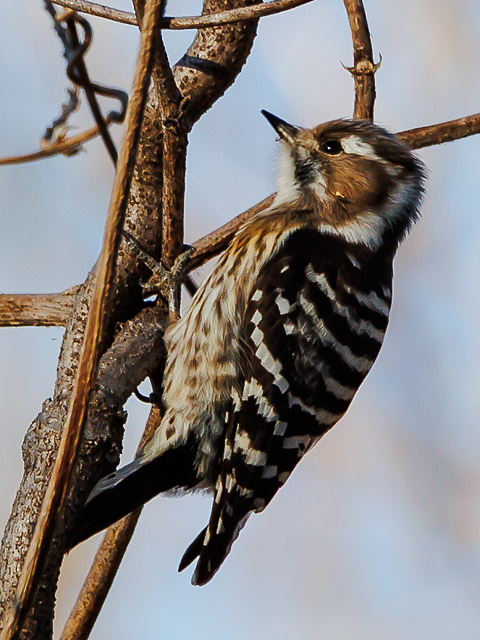 コゲラ/Pygmy woodpecker