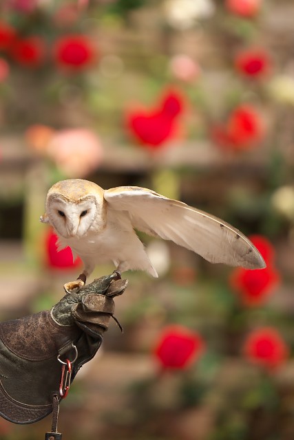 メンフクロウ/Barn owl