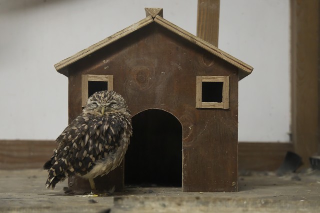 アナホリフクロウ/Burrowing owl