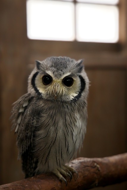 アフリカオオコノハズク/Northern white-faced owl