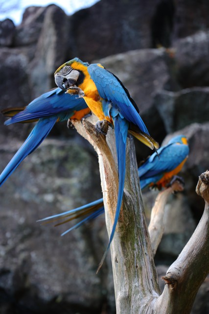 コンゴウインコ/Macaw