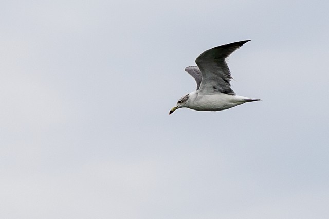 ウミネコ/Black-tailed gull